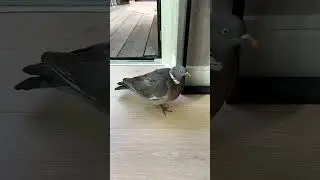 WOOD PIGEON's indoor discovery