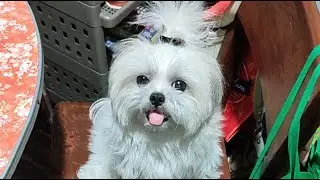 🔴 LIVE FEEDING PROGRAM WITH PICKLES JANUARY 15 2026 #shihtzu