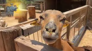 Free wild animals. Amazon animals 