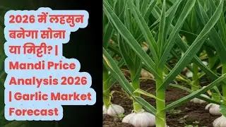 2026 में लहसुन बनेगा सोना या मिट्टी? | Mandi Price Analysis 2026 | Garlic Market Forecast