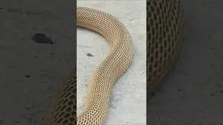 #viralvideo spectacle Cobra rescue time #snake #cobra #ads #YouTube my contact number 8179086040