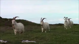 NORTH WALES : Coast & Countryside