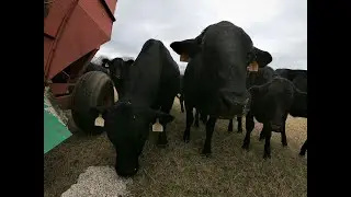 Feeding cotton seed to cows.