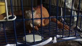 Introducing my new pet