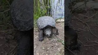 Snapping Turtle Rescue #ontarionature #ontariowildlife #turtles #snappingturtle #turtlerescue