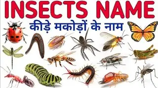 Insects Name For Kids | Learn 28 Types of Insects in English & Hindi | Insects Name With Video |#Bug