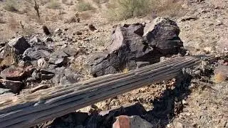 Skeleton Cactus Insides