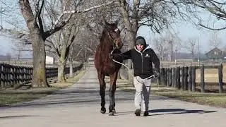 02/03　Ononimo’23（父American Pharoah　母父ハードスパン）歩き