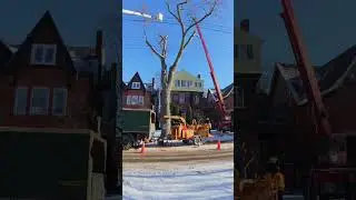 Toronto 🇨🇦 Tree Removal in Action on Madison Ave