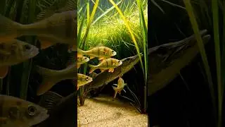 Pike strikes a yellow perch! #ai #fishing#pikefishing #bassfishing #gaming #sportfishing # #letsfish