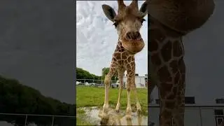 So cute 🦒 #shorts #subscribe #support