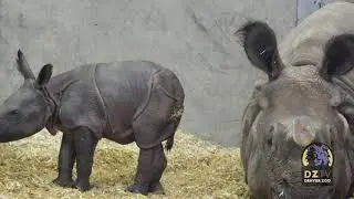 Meet Denver Zoo's first-ever greater one-horned rhino calf!
