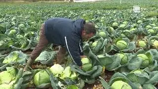 Lakra e bardh&euml; e Bushatit, prodhimi i mbar&euml;, nuk mungon k&euml;rkesa nga bler&euml;sit | RTSH