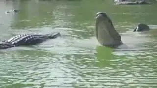 Gator John - Alligator Water Dance