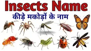 Insect Name in Hindi and English with Pictures Names of insects in Hindi and English #insectname