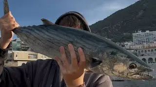 MONSTROUS Atlantic bonito !!! GoPro pov 