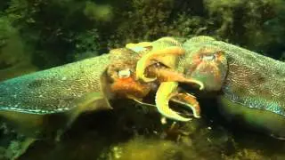 Cuttlefish sex! Mating animals at aggregation