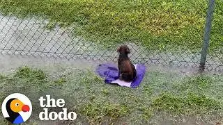 Puppy Abandoned On A Baseball Field Gets So Wiggly Opening Presents | The Dodo