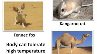 Science - How animals adapt to desert habitat  - English