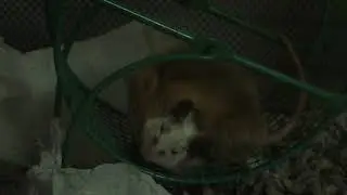 Normal mouse grooming an African Soft Fur Rat
