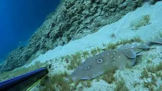 Common Torpedo #fish #sea #ocean #fishing #shark #sharks #sharkfamily #pesca #spearfishing  #viral