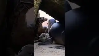 Disturbance Inside a Rocky Crevice Nest at Dusk