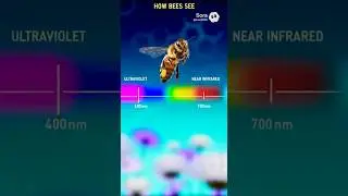 How Bees See