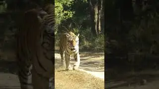 🔥 Tiger Waking Up 😱 | Royal Bengal Tiger Morning Move 🐅 #Shorts