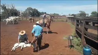 ROTINA RURAL: APLICANDO O PROTOCOLO IATF  NO REBANHO
