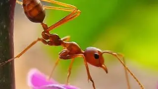 AROUND THE WORLD INSECTS  - 4k  - ULTRA HD  - wildview 4k tv with Nature sounds 🐛🐝🐞