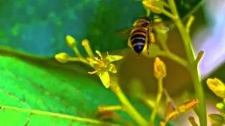 Busy Bees and our Avocado tree pollination!