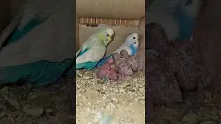 rainbow 🌈 budgies parrot with chick 🐣