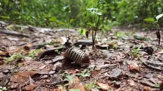Pill millipede