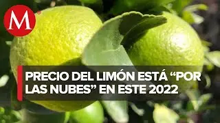En Michoac&aacute;n, precio del lim&oacute;n est&aacute; 