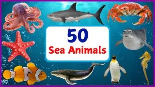 50 Sea Animals For kids | Sea Creatures for Kids | Kids Vocabulary | English Educational Video