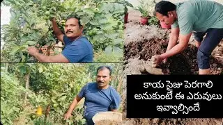 If you want to increase the size of the fruit, you should give this fertilizer |how to increase s...