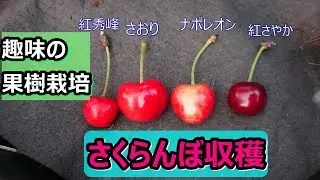 《趣味の果樹栽培》さおり、紅秀峰....、4種さくらんぼ少し収獲。佐藤錦枯れる。21年5月