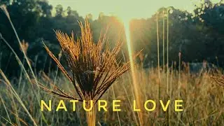 Nature Love 🌸 | 4k Video |  WhatsApp status| Nature Sound| #naturelovers #nature #shorts 