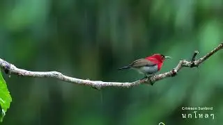 Crimson Sunbird/นกกินปลีคอแดง