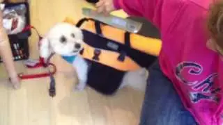 Outward Hound Dog Life Jacket | Sizing Video Outward Hound Life Jacket | Keep Doggie Safe