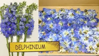 How To Use A Microwave To Press Delphinium Flowers For The Best Results So You Can Sell Them Online