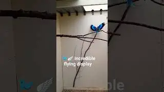 🐦🪽😍 Stunning flying ability from this African Lilac Breasted Roller 🤯 #shorts #birds #fly #beautiful