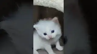 Our blue-eyed kitten.#shorts