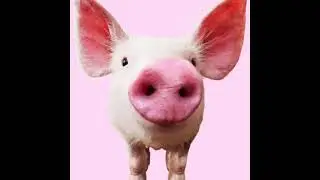 Best pig sound effect experience!!!!!