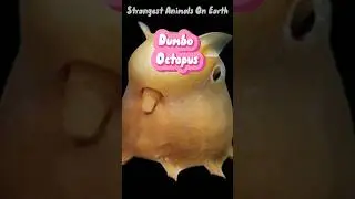 Full video on Channel ☝🏻Dumbo Octopus #shorts
