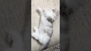 Good Night 😽😽#catfight#catvideos#whitecat#cat#catholic#persiancat#persian#bitto#shorts#short