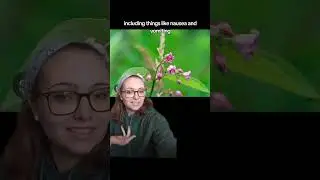 Spreading Dogbane
