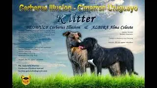 🐾🎥 🤩 Cimarron Uruguayo puppies available at Cerberus Illusion Kennel 🐶🐾