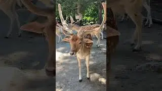 Gentle Buck #animals #deer