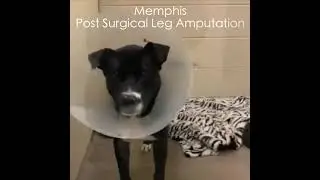 Memphis - 4 Y.O. Tripod Pit Mix